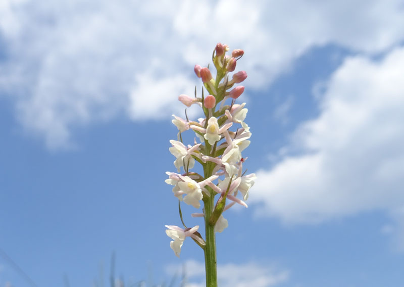 Gymnadenia odoratissima